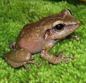 Coqui frog